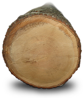 Oak log
